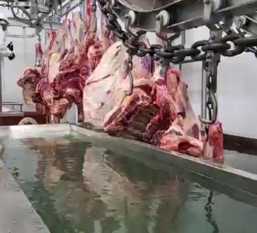 Carne vacuna colgada en una línea de procesamiento